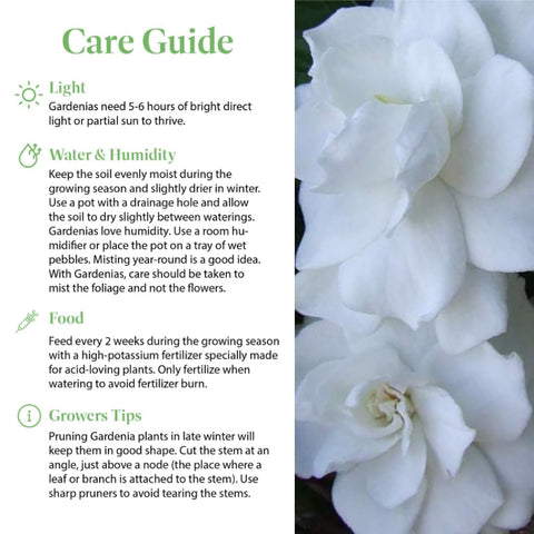 Gift-ready Gardenia Mini Veitchii plant from American Plant Exchange