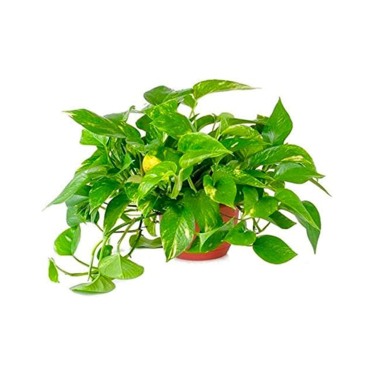 American Plant Exchange Golden Pothos in 6-inch pot with variegated leaves for bright indoor decor.