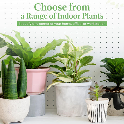 American Plant Exchange pothos draping over a shelf in a breezy hanging display.