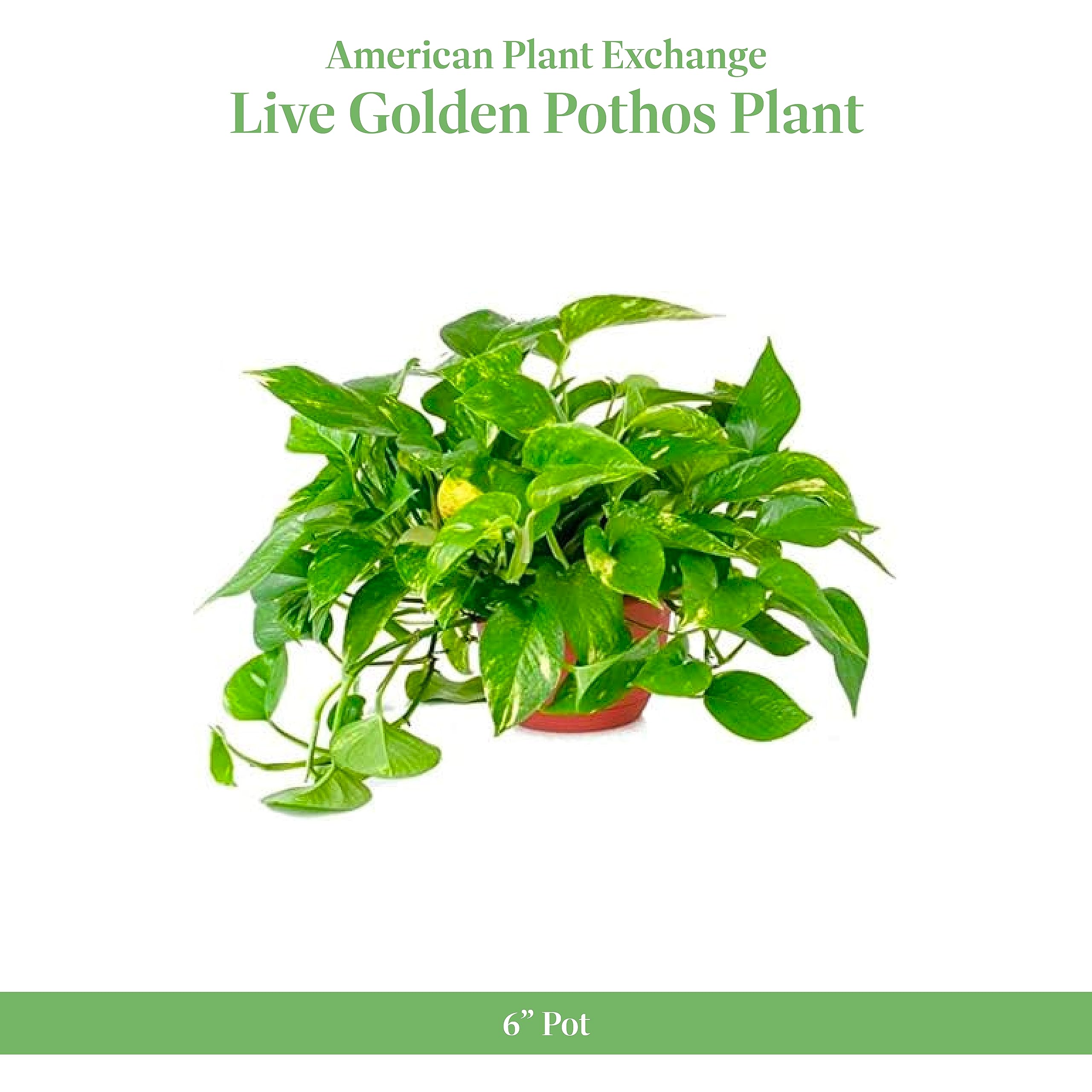 American Plant Exchange Golden Pothos cascading from a shelf for space-saving decor.