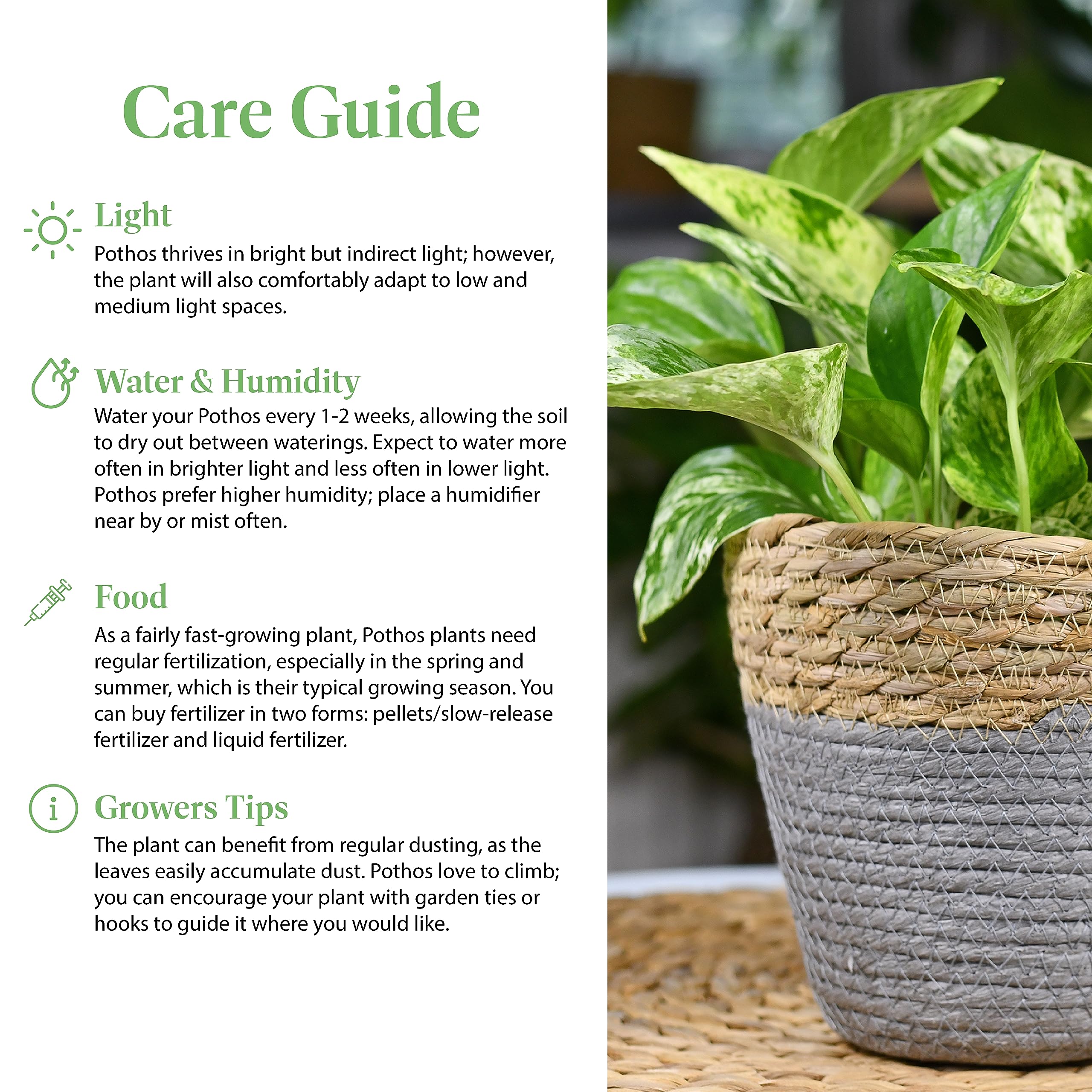 American Plant Exchange pothos trailing along a desk for office décor.