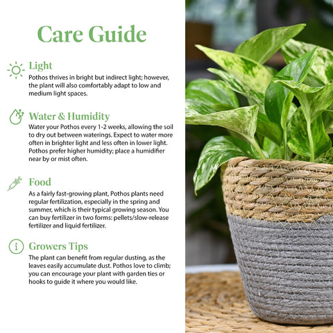 American Plant Exchange pothos trailing along a desk for office décor.