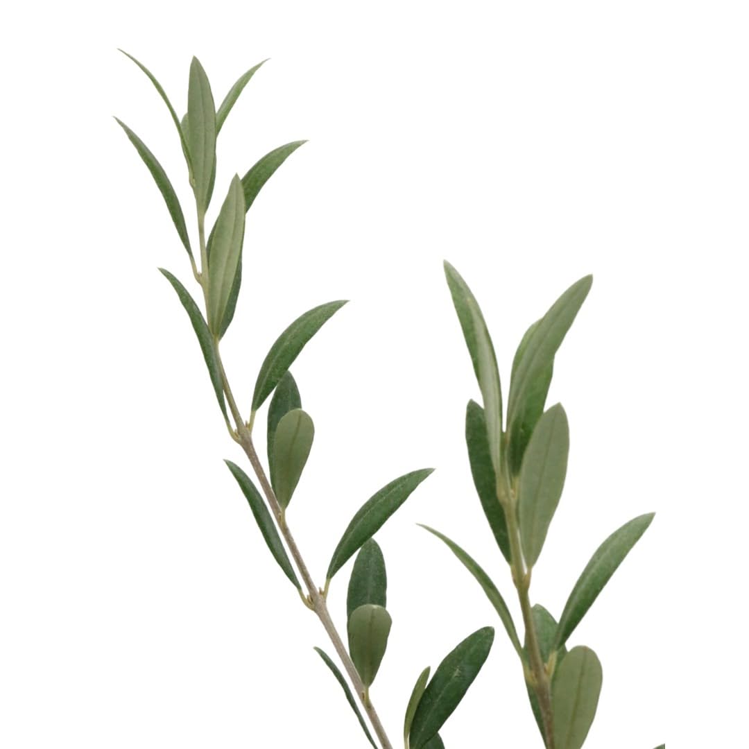 American Plant Exchange Olive Tree provides canopy shade and Mediterranean appeal in gardens.