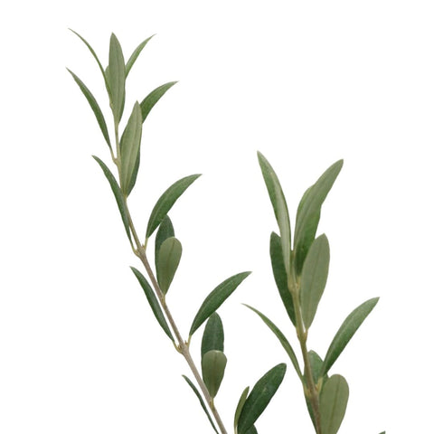 American Plant Exchange Olive Tree provides canopy shade and Mediterranean appeal in gardens.