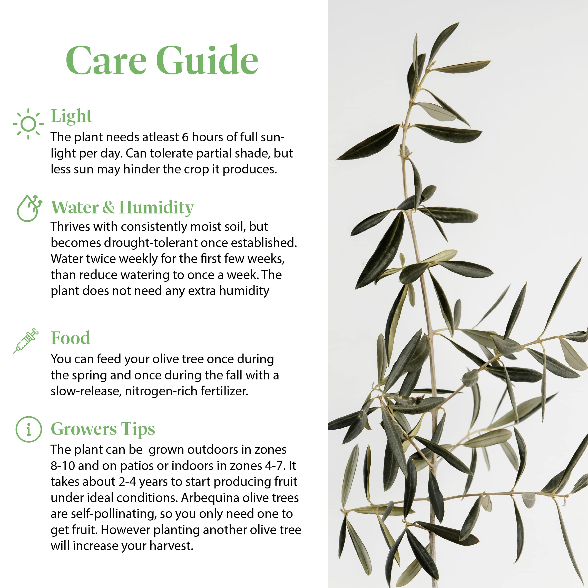 American Plant Exchange Olive Tree thrives in sun and drought-tolerant settings for low-maintenance beauty.