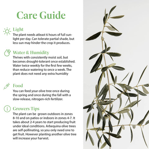 American Plant Exchange Olive Tree thrives in sun and drought-tolerant settings for low-maintenance beauty.
