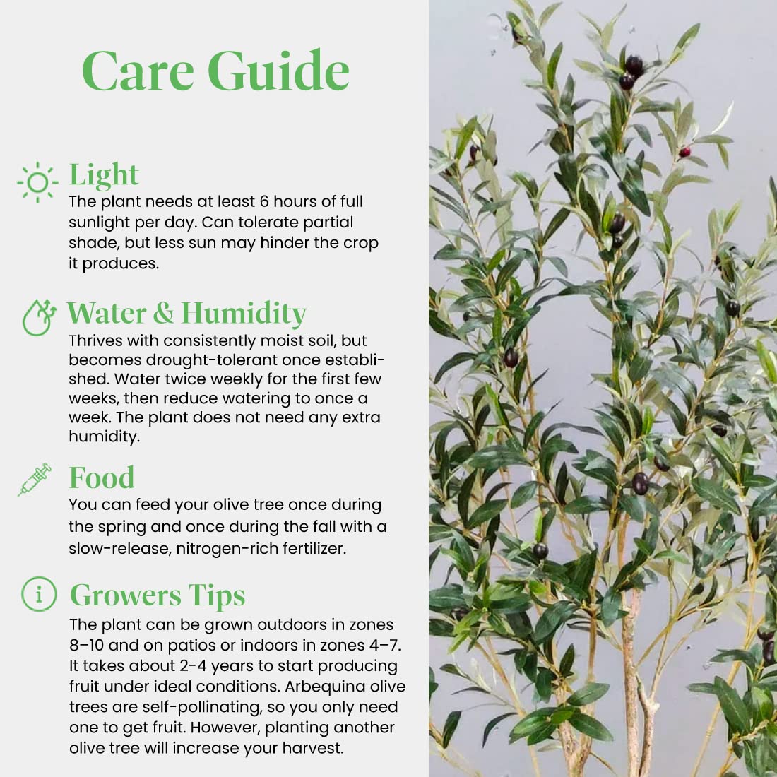American Plant Exchange Arbequina olive tree in garden display with Mediterranean ambiance.
