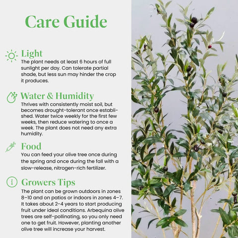 American Plant Exchange Arbequina olive tree in garden display with Mediterranean ambiance.