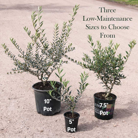 American Plant Exchange Arbequina olive tree in a 10-inch pot for patio or indoor display.