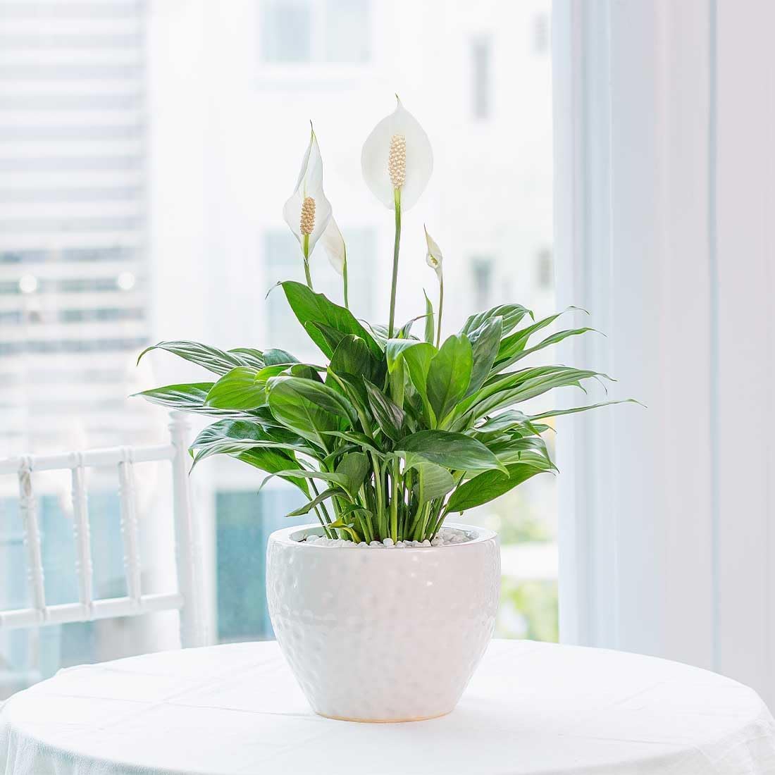 Compact dwarf Peace Lily size fits desks and shelves without crowding.