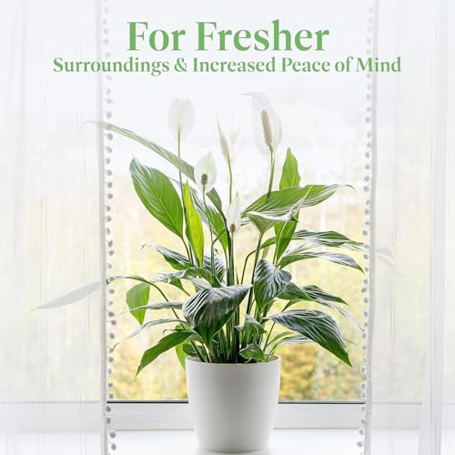 Peace Lily with glossy leaves showcases elegance for home or office settings.