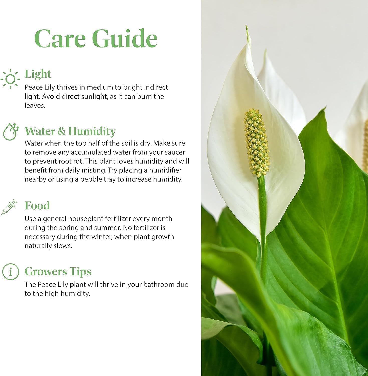 Peace Lily is low-light-friendly and easy to care for, ideal for busy spaces.