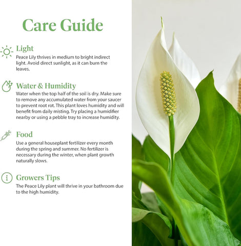 Peace Lily is low-light-friendly and easy to care for, ideal for busy spaces.