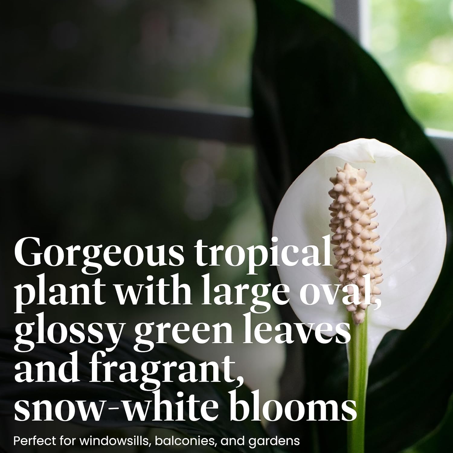 American Plant Exchange Peace Lily displays white blooms for year-round charm.