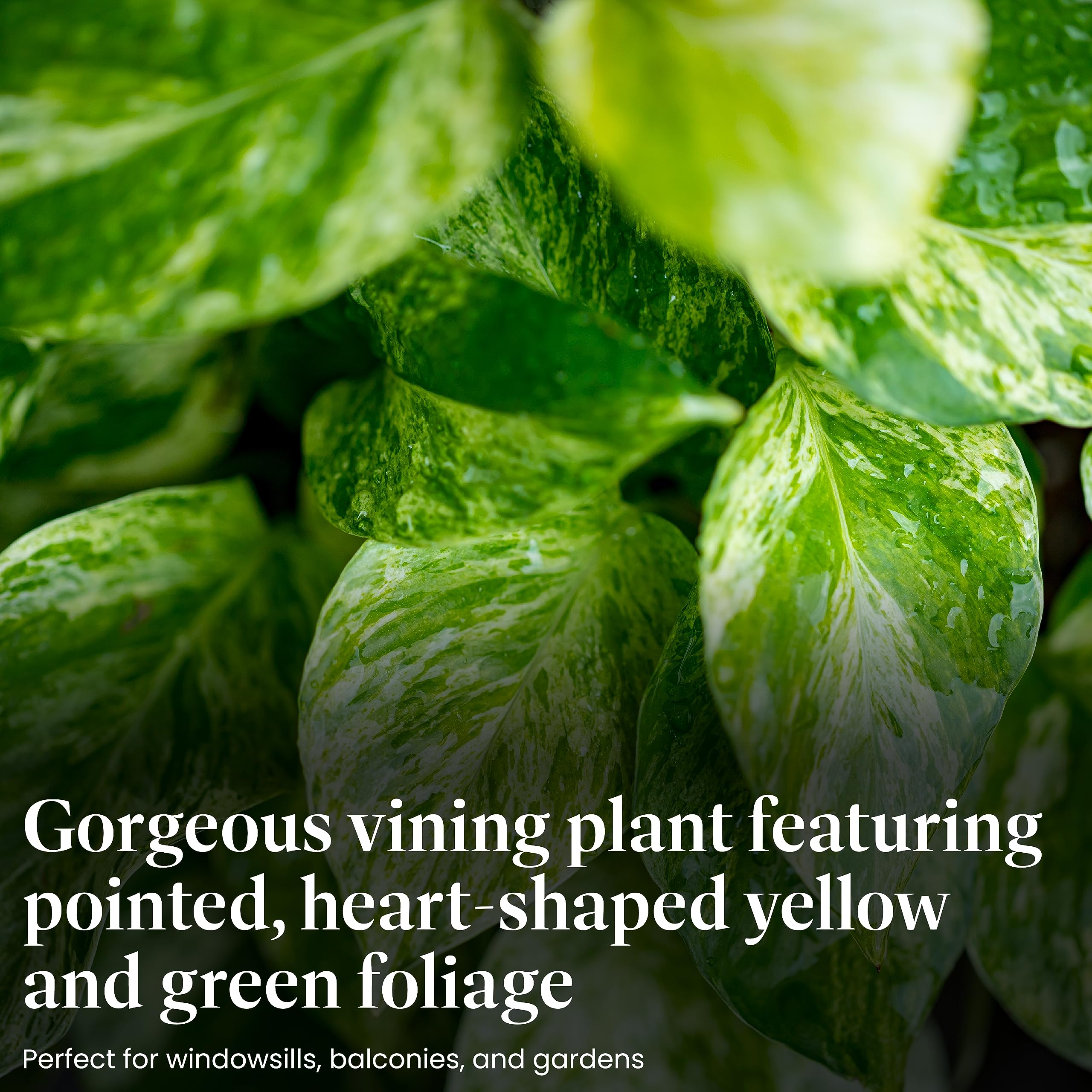 Close-up of American Plant Exchange pothos variegation with green and gold leaves.