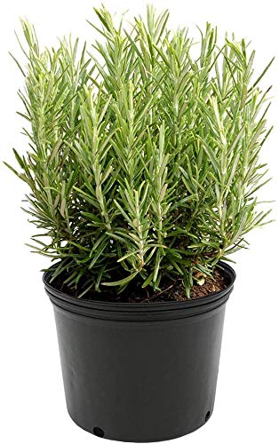 American Plant Exchange Rosemary in a 6-inch pot, ready for fresh cooking.