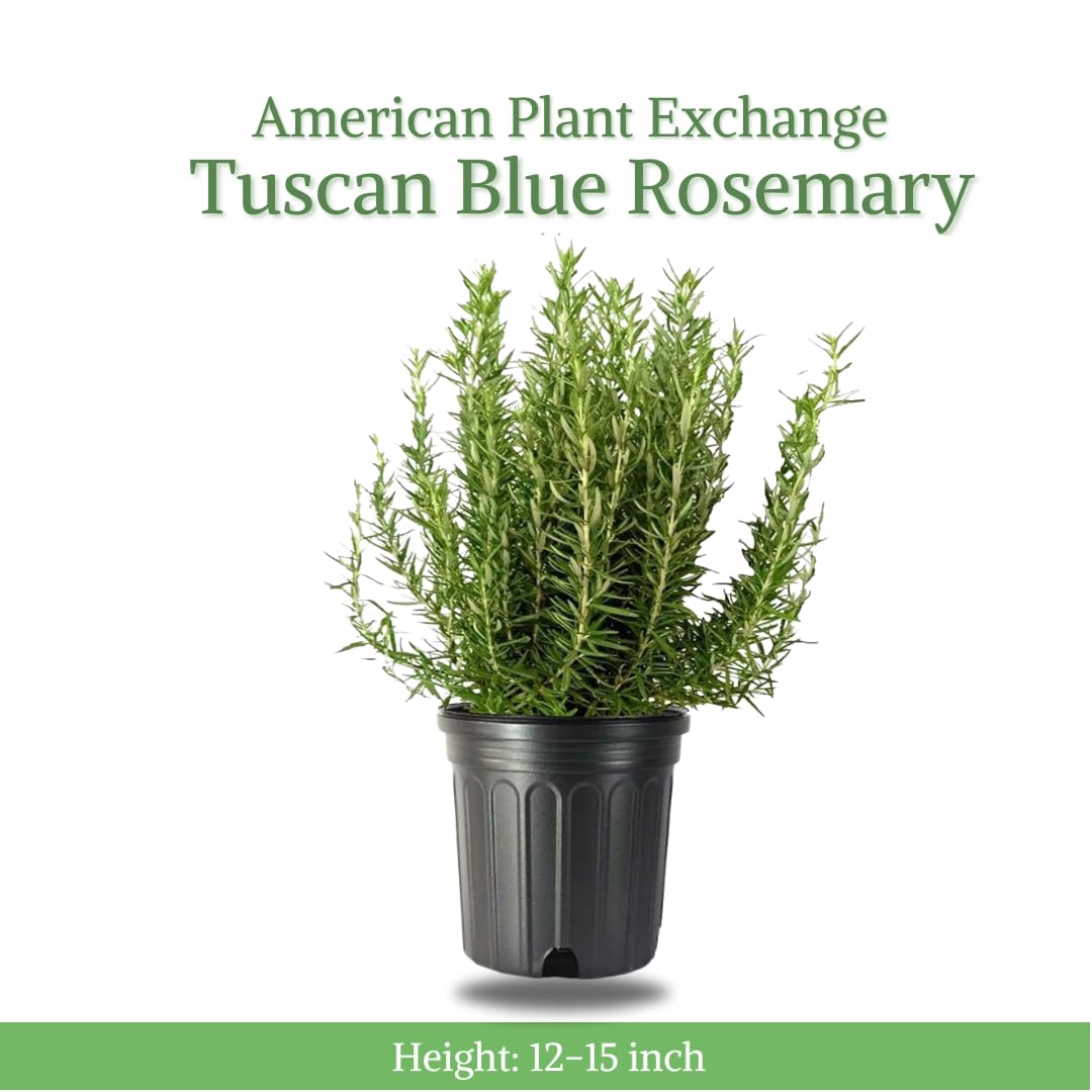 American Plant Exchange Rosemary needle leaves close-up, aromatic seasoning for kitchen prep.