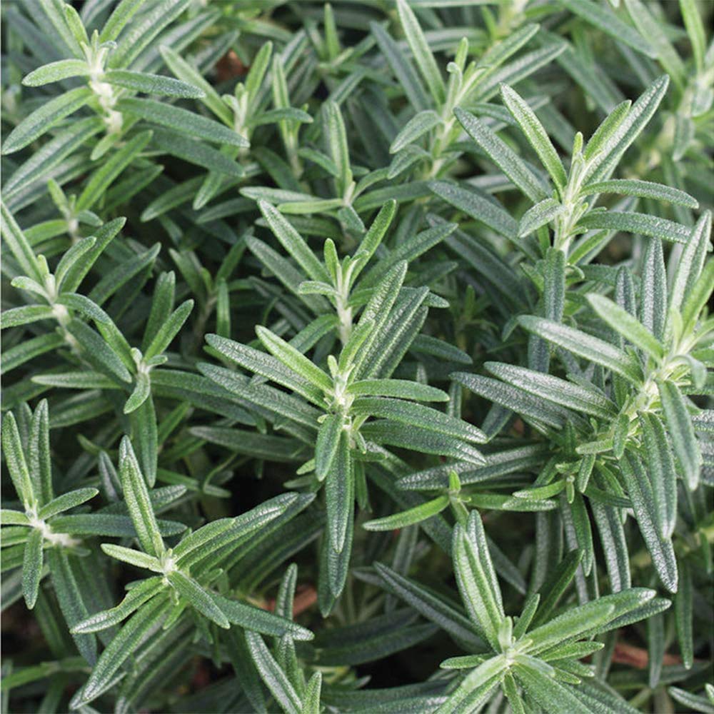 American Plant Exchange Rosemary in patio container, drought-tolerant herb for outdoor decor.