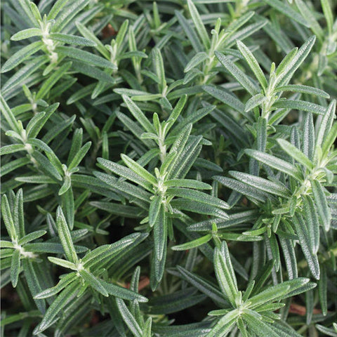 American Plant Exchange Rosemary in patio container, drought-tolerant herb for outdoor decor.