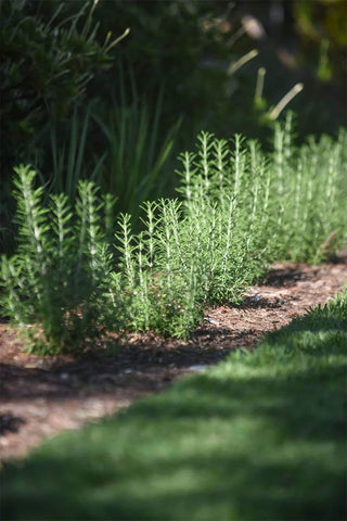 American Plant Exchange Rosemary on a windowsill, compact indoor herb for year-round flavor.
