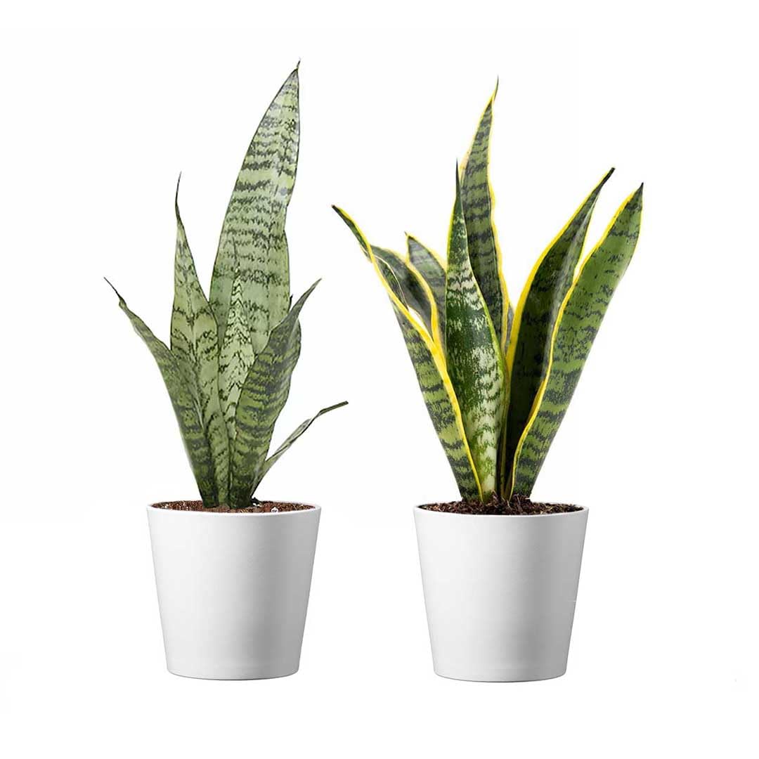 American Plant Exchange Snake Plant Laurentii with yellow edges, perfect for low-maintenance indoor decor.