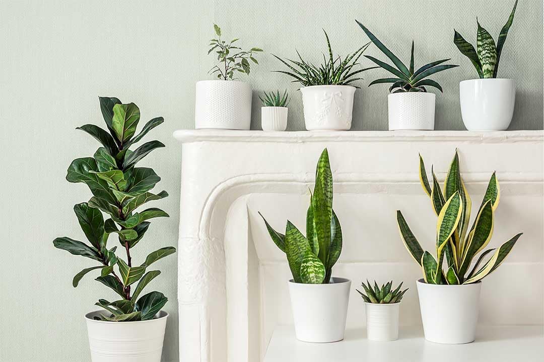 American Plant Exchange Snake Plant Zeylanica with green striping, great for desks and air-friendly spaces.