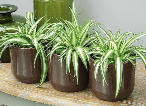 American Plant Exchange Spider Plant air-purifying foliage for cleaner indoor air.