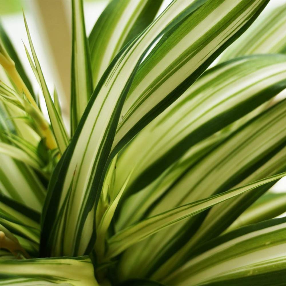 American Plant Exchange Spider Plant arching leaves bring elegant motion to indoor spaces.