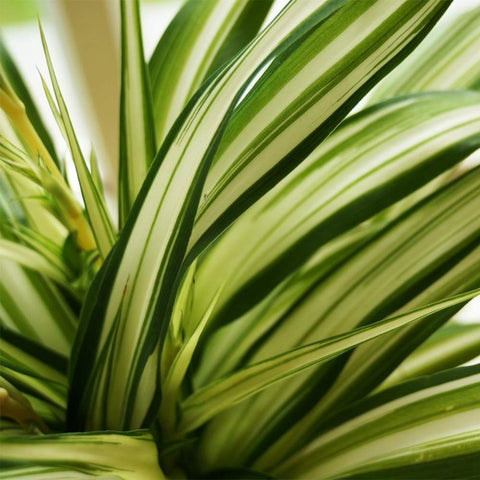 American Plant Exchange Spider Plant arching leaves bring elegant motion to indoor spaces.