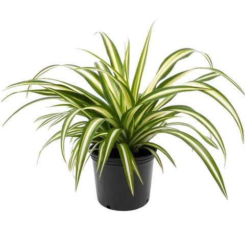 American Plant Exchange Spider Plant with green and white stripes adds bright, easy-care greenery in a 6-inch pot.