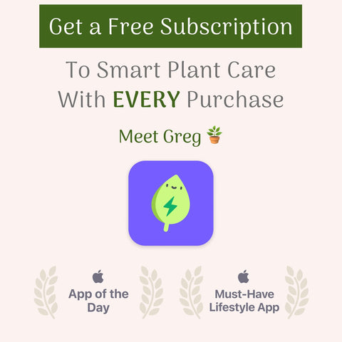 American Plant Exchange Spider Plant ideal for hanging baskets and shelves.