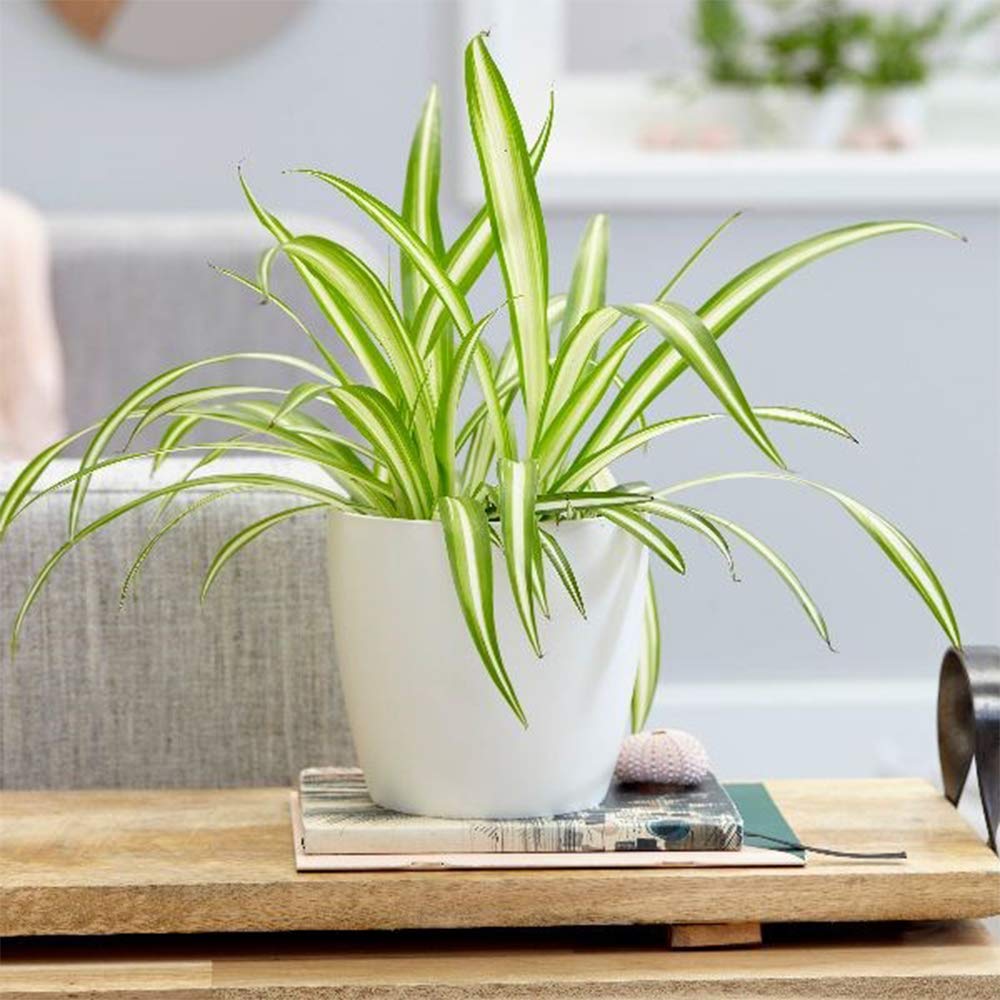 American Plant Exchange Spider Plant spiderettes ready to propagate for fresh greens.