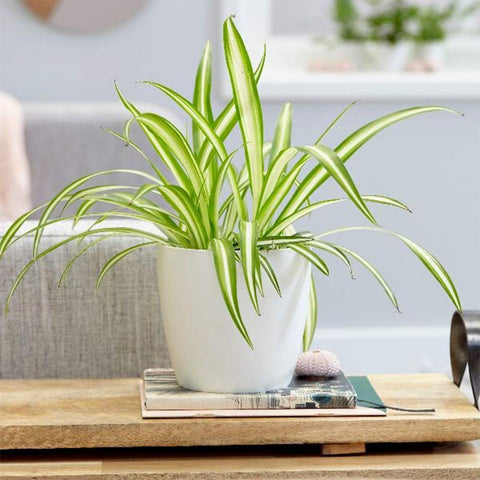 American Plant Exchange Spider Plant spiderettes ready to propagate for fresh greens.