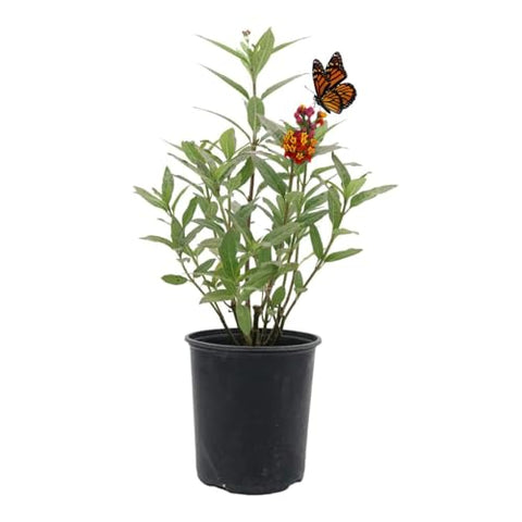 American Plant Exchange Tropical Milkweed flower clusters in red and orange attracting butterflies and bees.