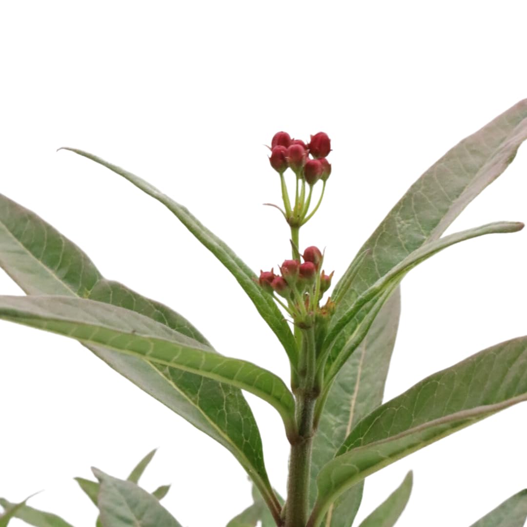 American Plant Exchange Tropical Milkweed supports monarch habitat for pollinators.