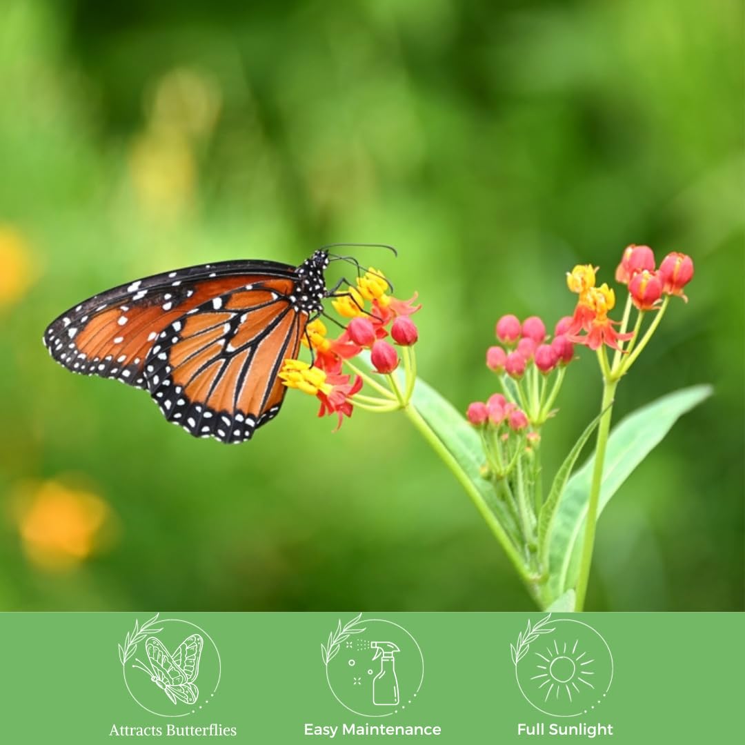 American Plant Exchange Tropical Milkweed patio display ideal for balconies and small gardens.