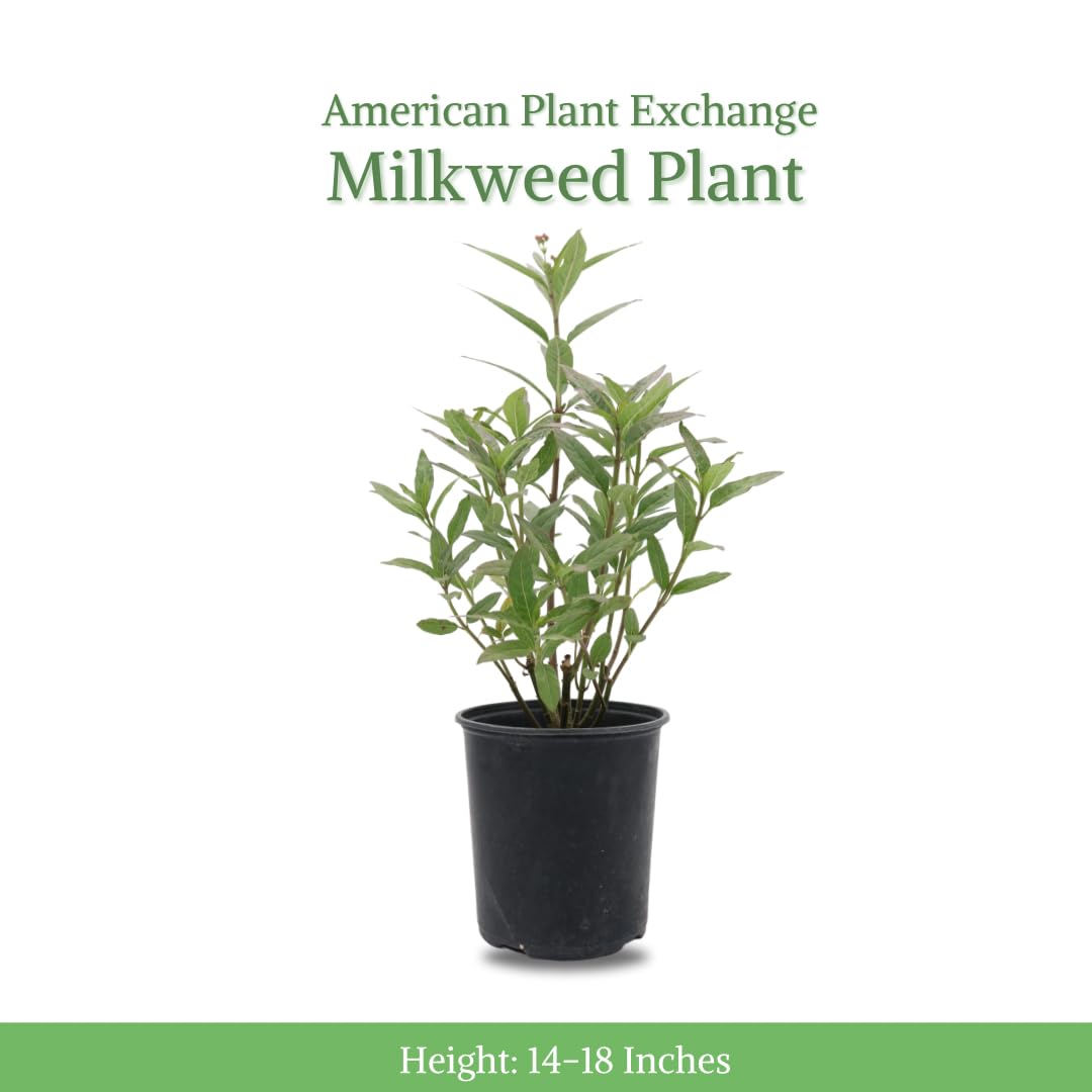 American Plant Exchange Tropical Milkweed in bright sun enhances outdoor decor and habitat.