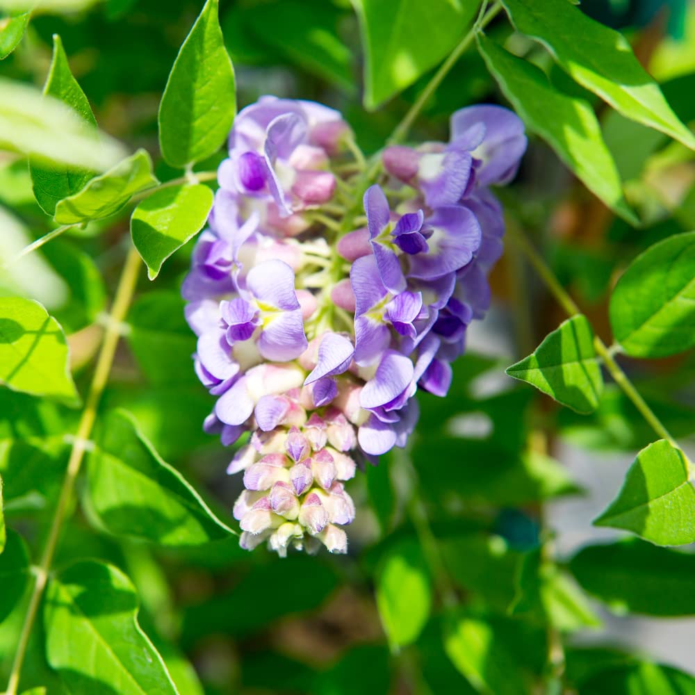 Amethyst Falls Wisteria flowering stems add color through late spring and early summer.