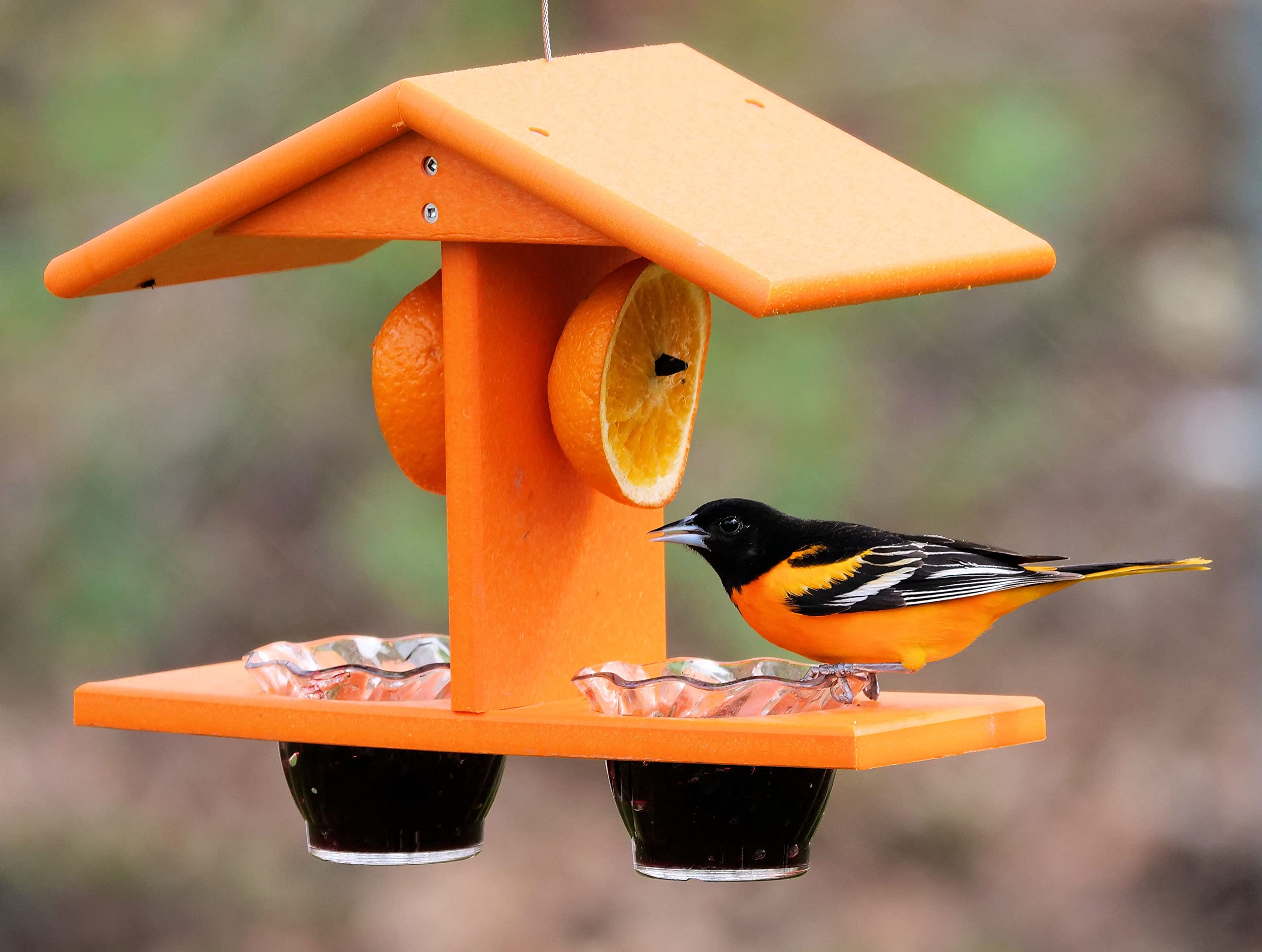 AmishToyBox Oriole feeder with double-cup jelly cups attracts orioles.
