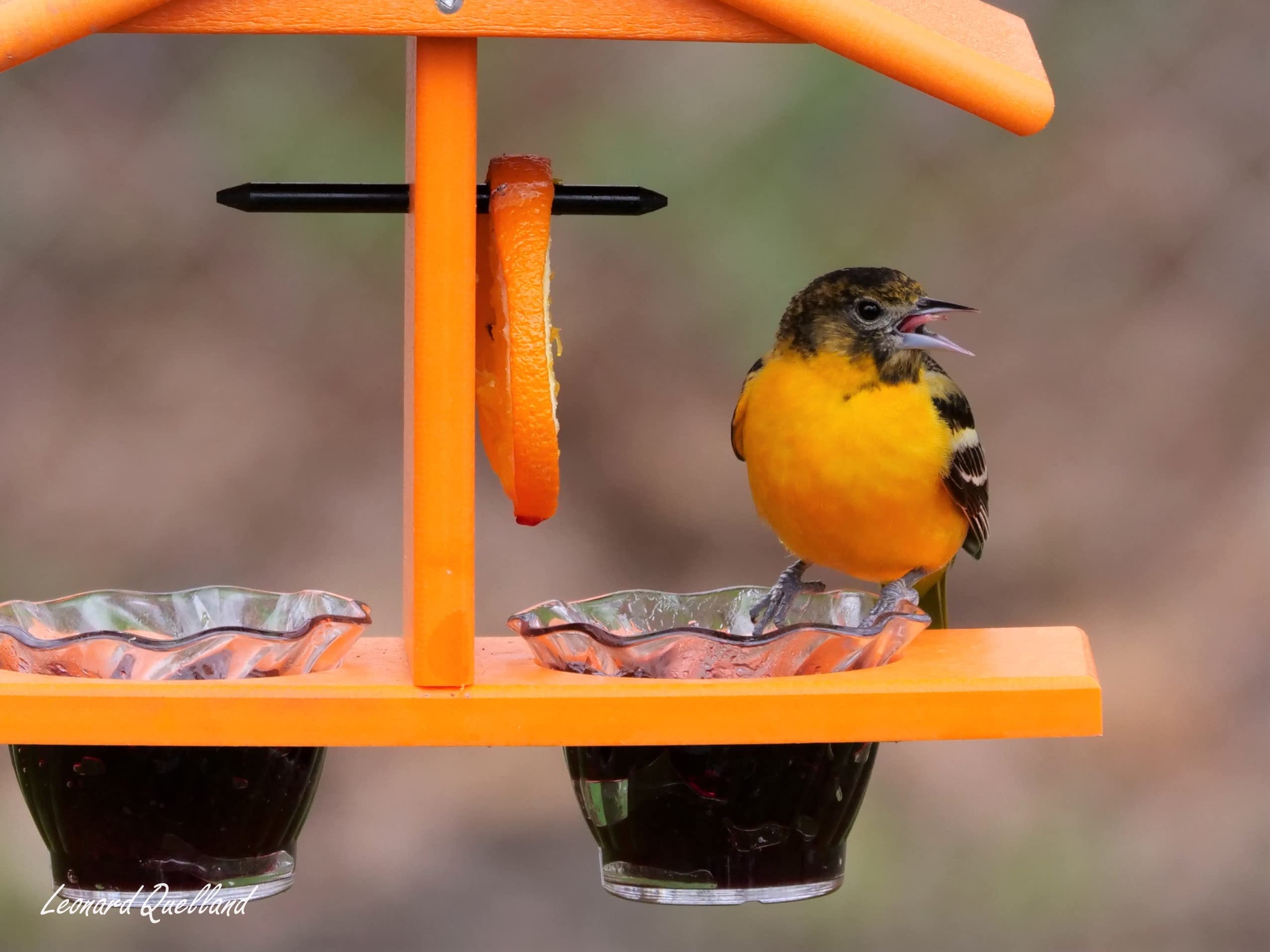 AmishToyBox Oriole feeder garden accent enhances curb appeal.