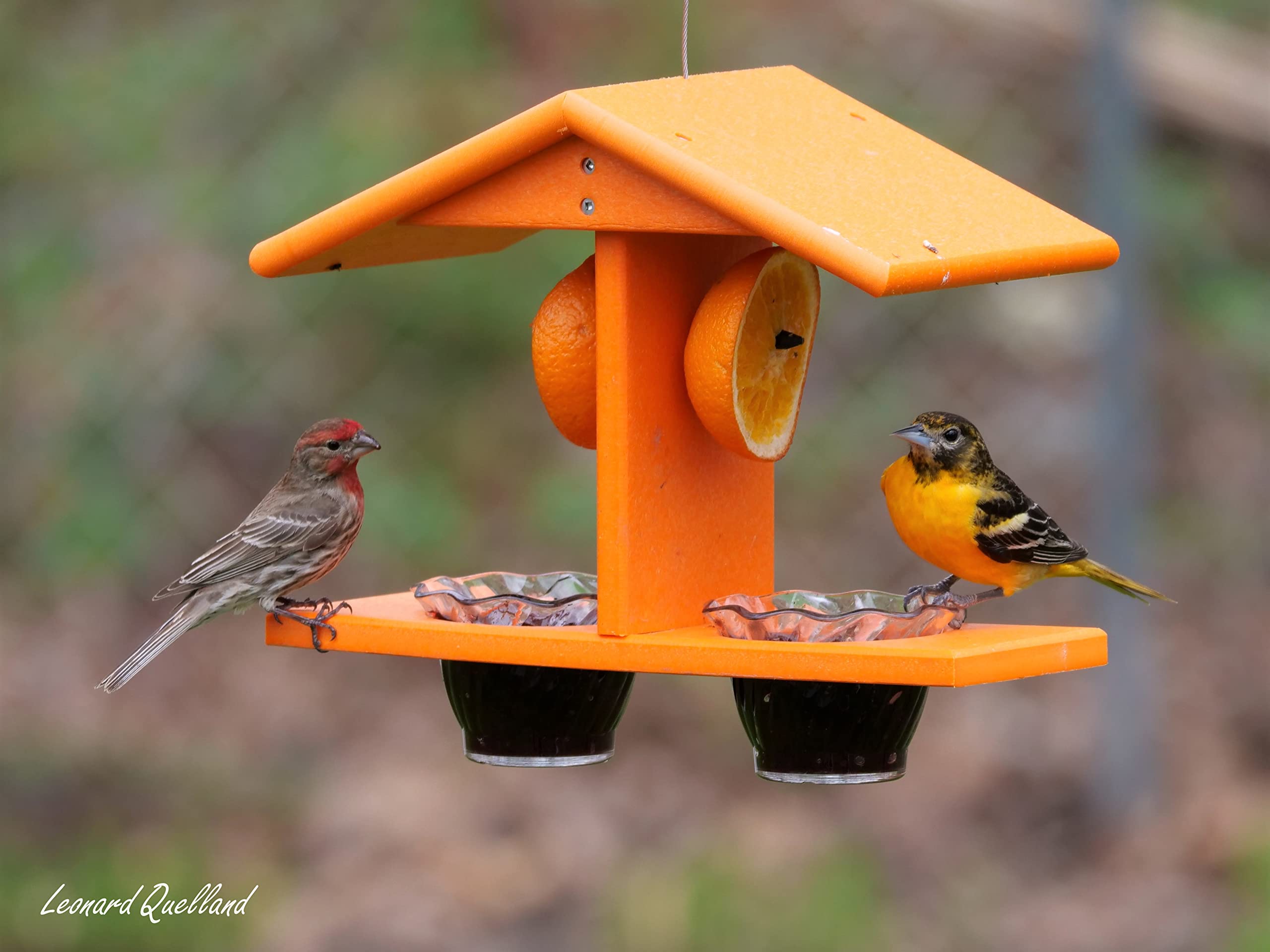 AmishToyBox Oriole feeder recycled milk jug material is eco-friendly.