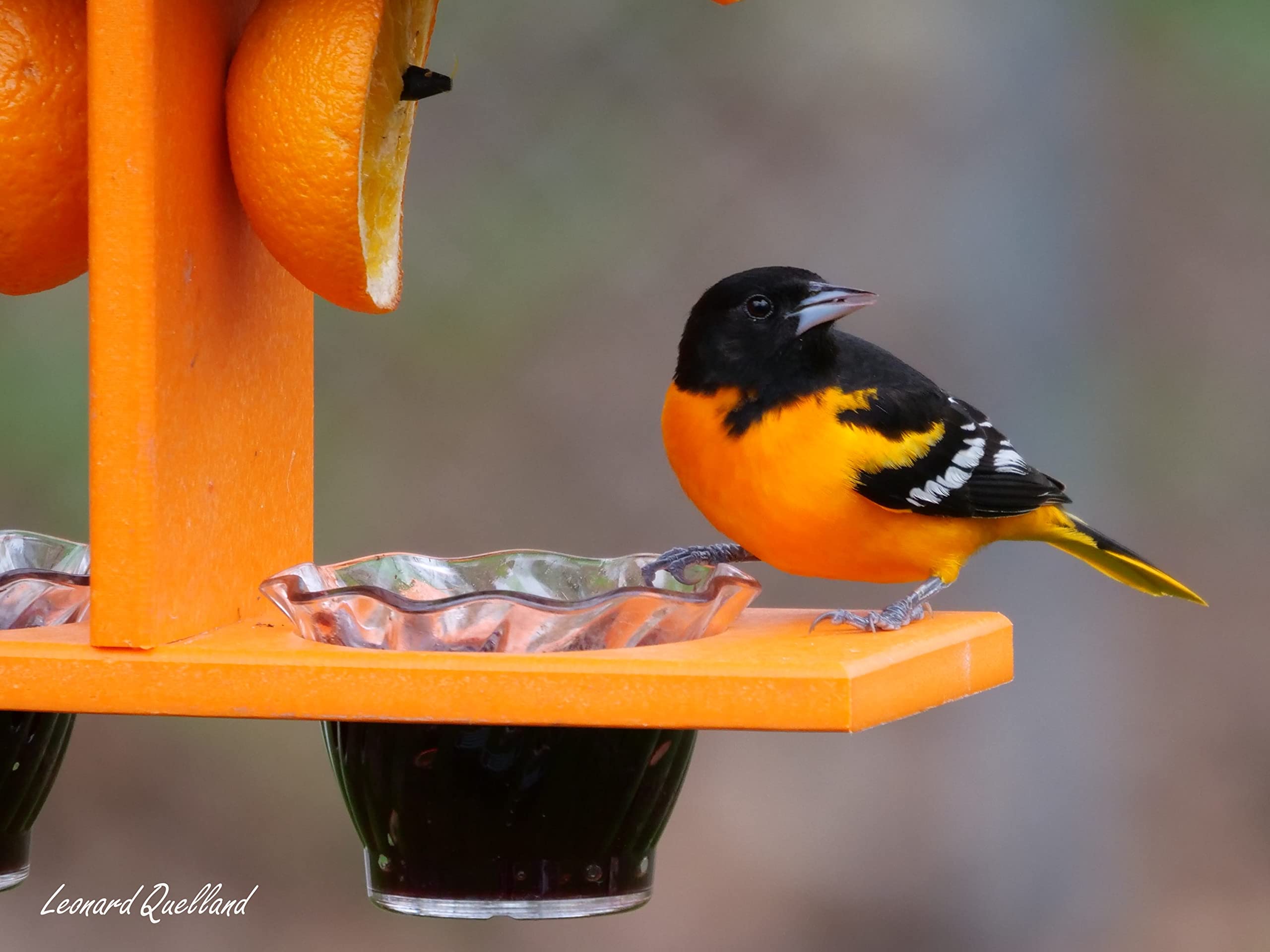 AmishToyBox Oriole feeder stainless steel fasteners ensure outdoor durability.