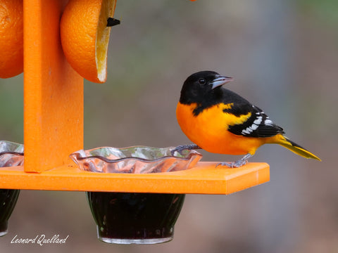 AmishToyBox Oriole feeder stainless steel fasteners ensure outdoor durability.