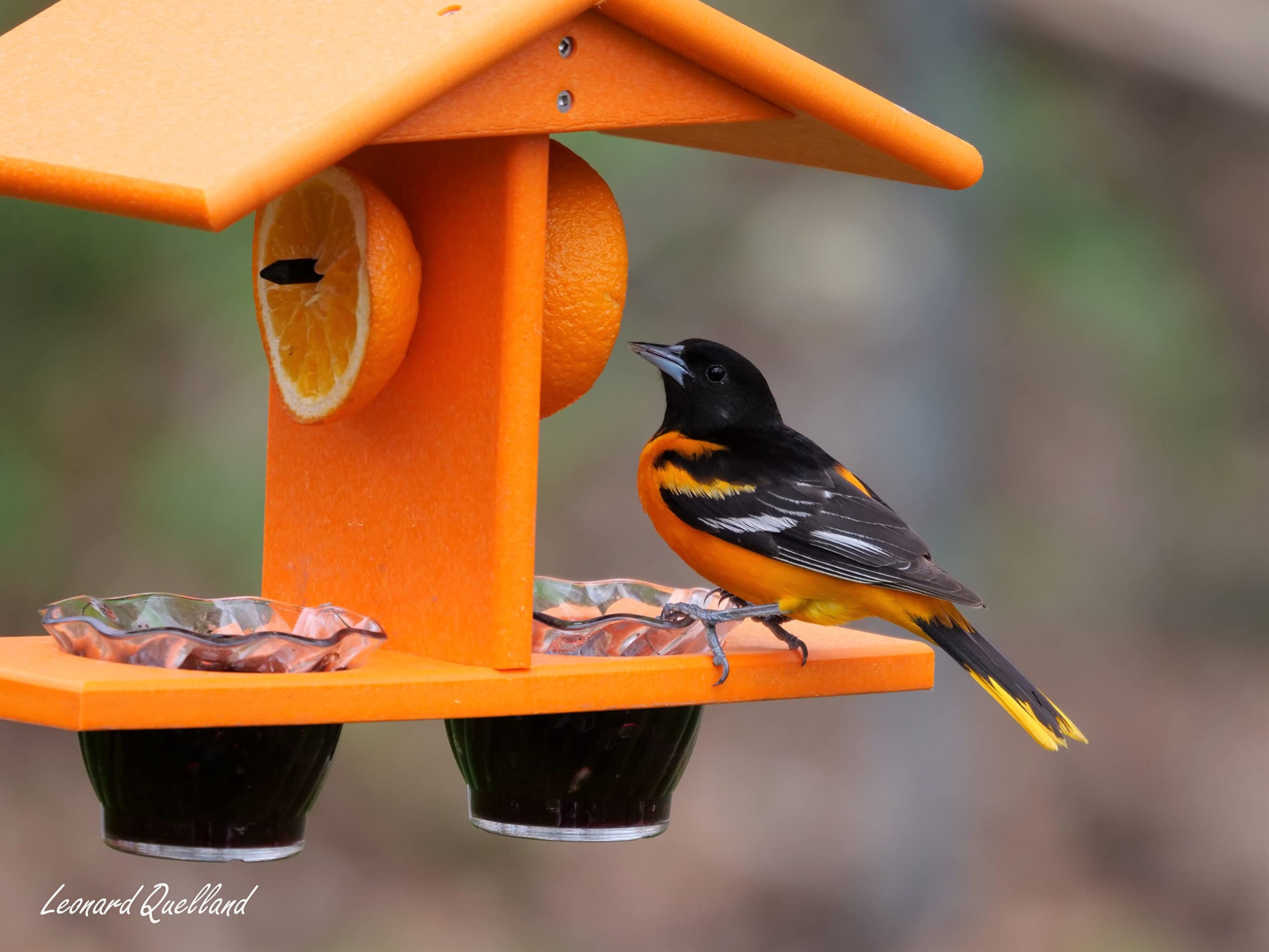 AmishToyBox Oriole feeder easy to fill and clean jelly cups.