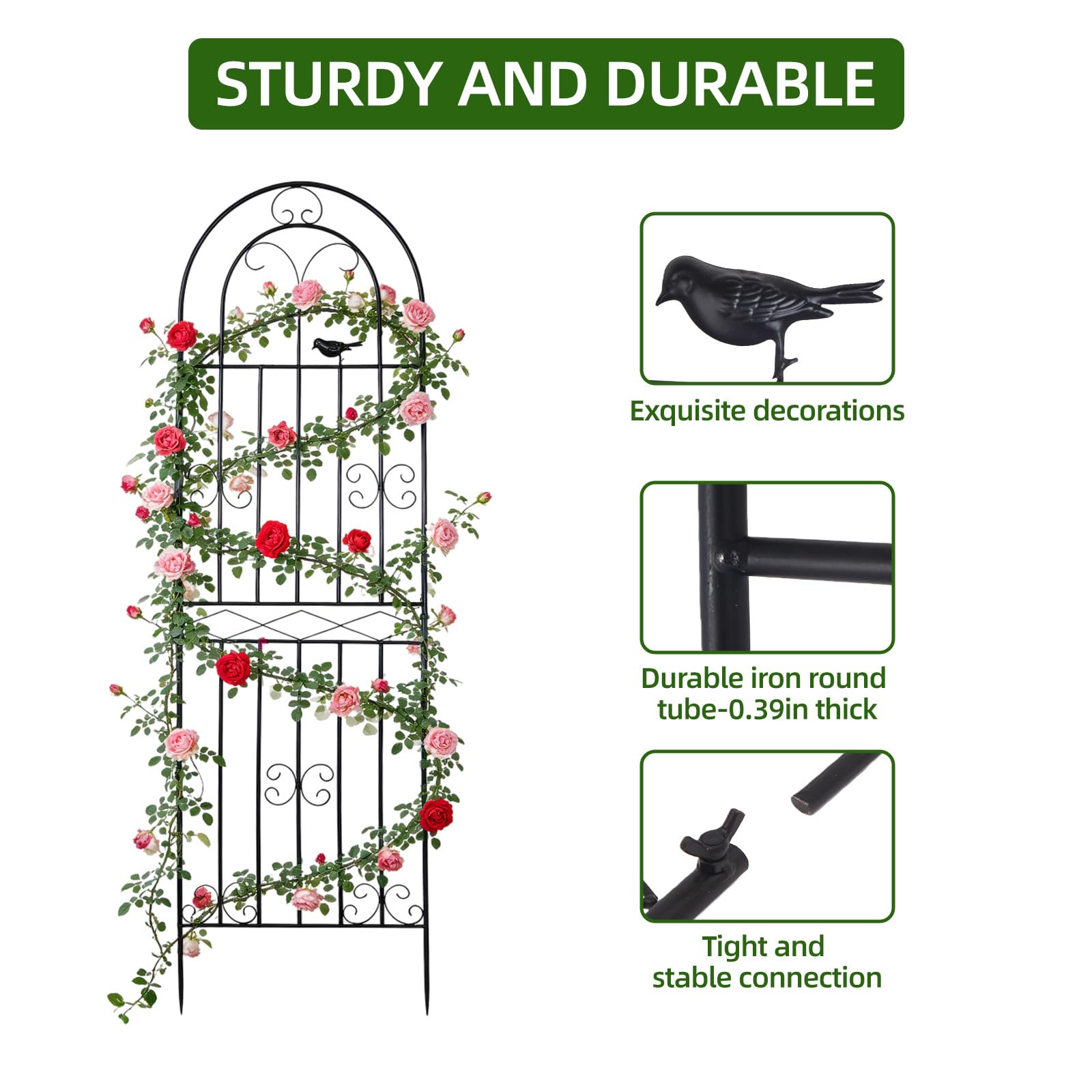 Amoskey tomato and cucumber vines guided upward using durable iron trellis.