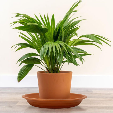 Amoyls pack of 4 terracotta-style saucers for versatile planter care.