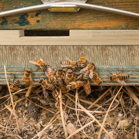 Amyhill beehive entrance reducer installed at hive front for easy access control