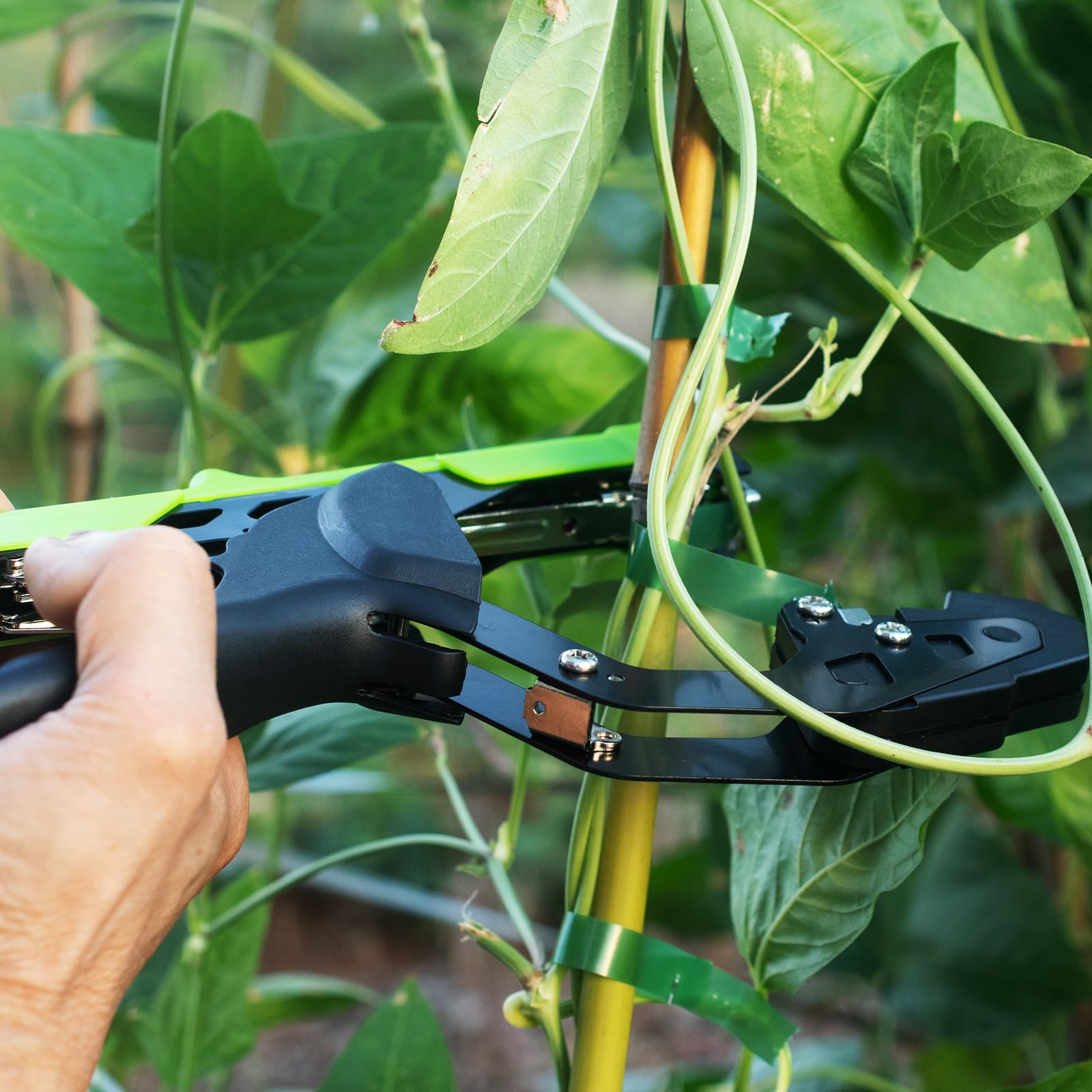 AMZCOM Plant Tying Tool in use on tomato stem shows precise securing.