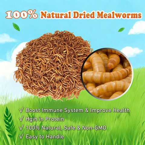 Amzey dried mealworms poured into a bowl for easy feeding.