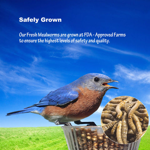 Amzey Mealworms easy to feed with minimal handling.